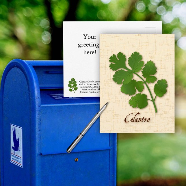 Anpassa Cilantro Ört Postkort Vykort (Customize Cilantro Herb Postcard, aromatic leaves with a distinctive flavor.)