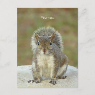 Anpassa Cute Squirrel ansikte till ansikte-fotogra Vykort