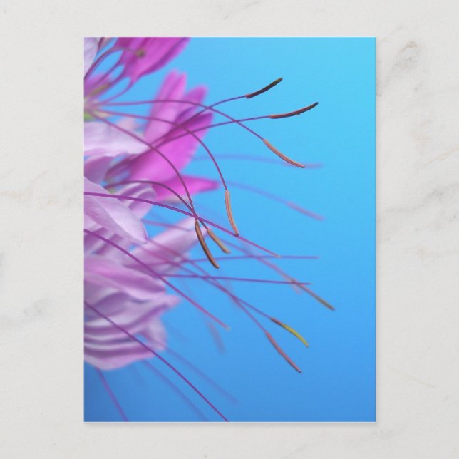 Anpassa med eget meddelande vykort (Framsida)