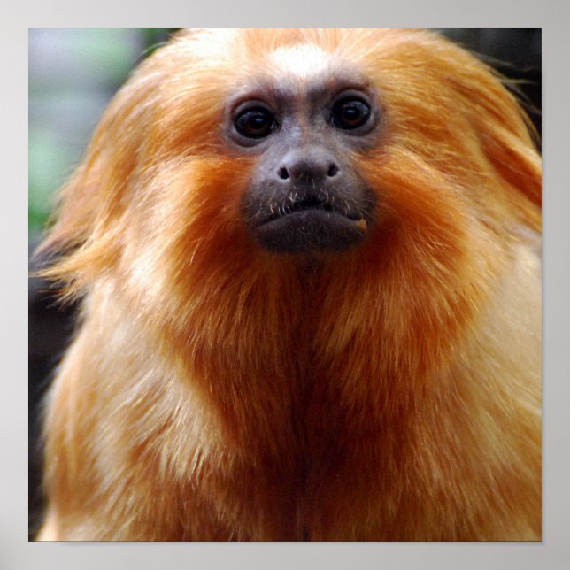 Anpassa produkt poster (Framsidan)