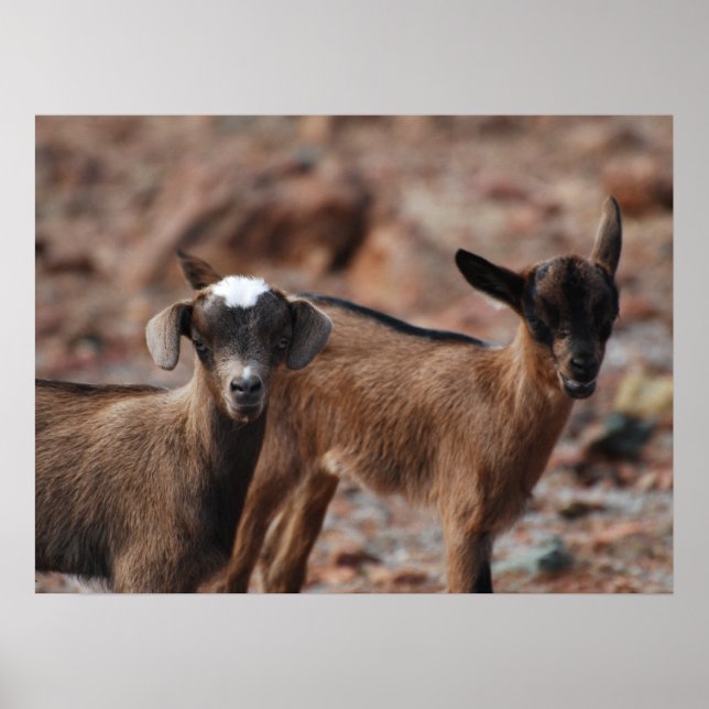 Anpassa produkt poster (Framsidan)