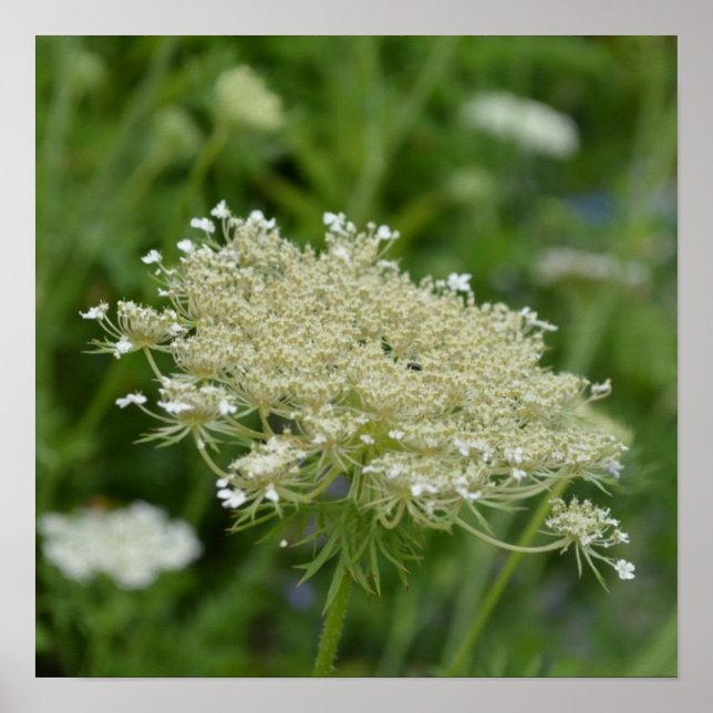 Anpassa produkt poster (Framsidan)