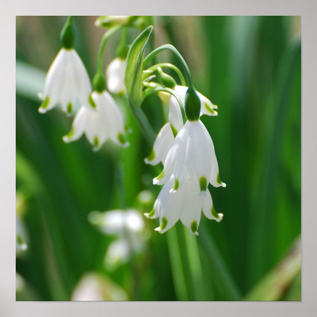 Anpassa produkt poster (Framsidan)