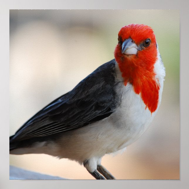 Anpassa produkt poster (Framsidan)