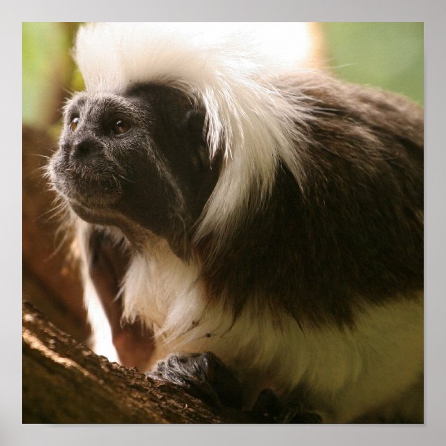 Anpassa produkt poster (Framsidan)