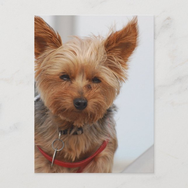 Anpassa produkt vykort (Framsida)