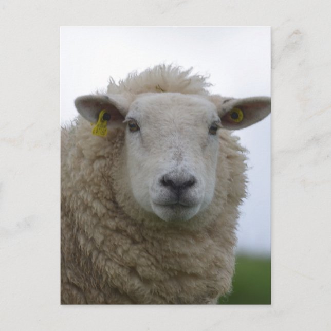 Anpassa Produkt Vykort (Framsida)