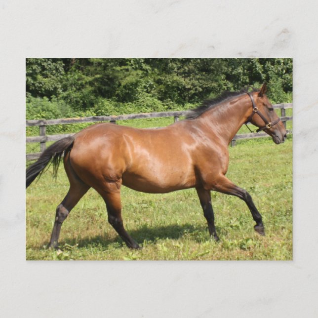 Anpassa produkt vykort (Framsida)