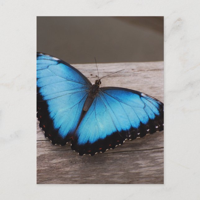 Anpassa produkt vykort (Framsida)