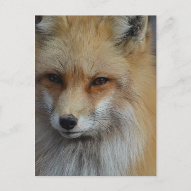 Anpassa produkt vykort (Framsida)