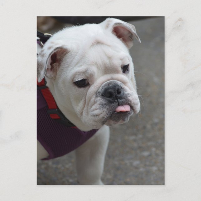 Anpassa produkt vykort (Framsida)