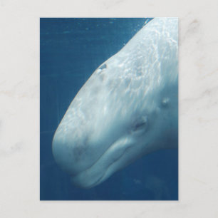 Anpassa produkt vykort