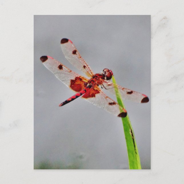 Anpassa Produkt Vykort (Framsida)