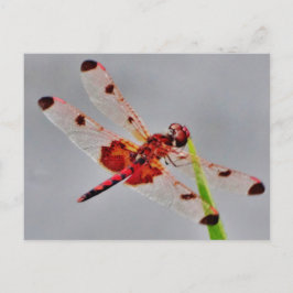 Anpassa produkt vykort