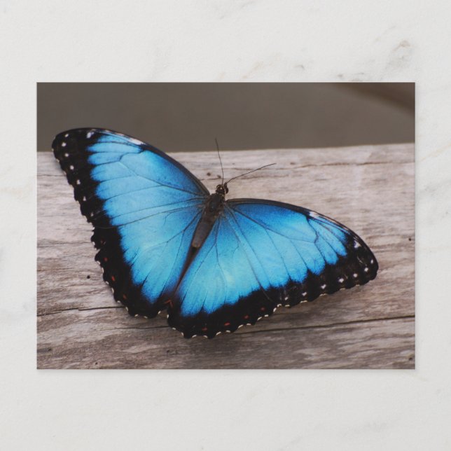 Anpassa produkt vykort (Framsida)