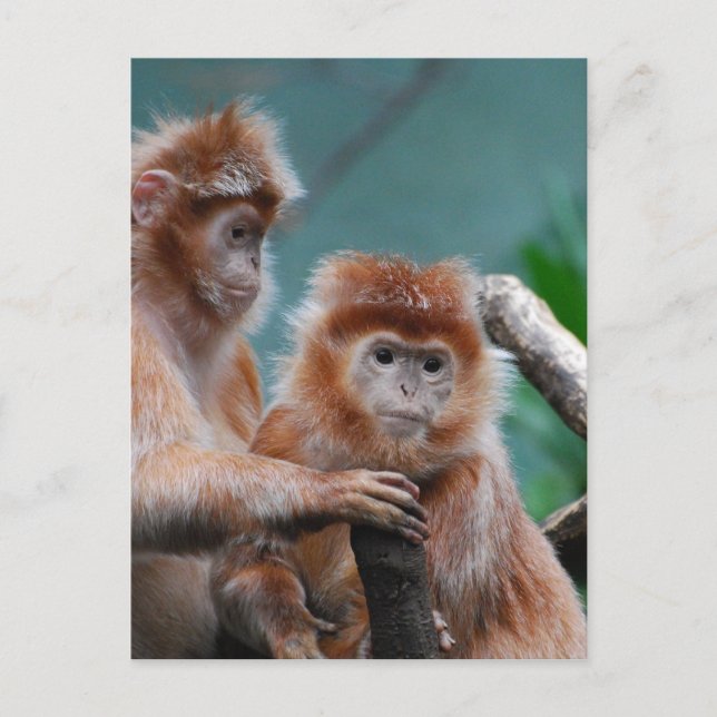 Anpassa produkt vykort (Framsida)