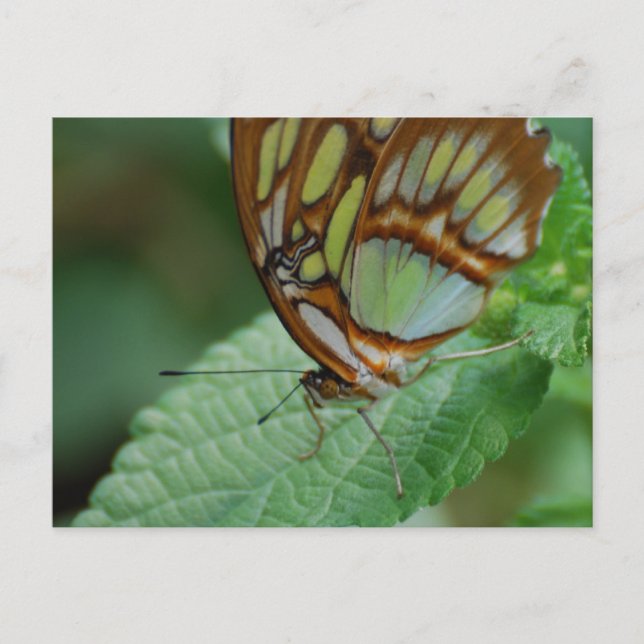 Anpassa Produkt Vykort (Framsida)