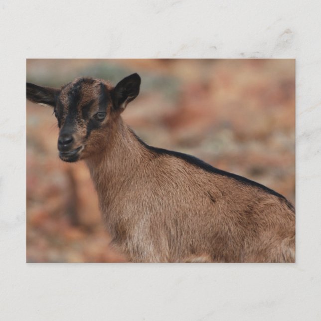 Anpassa produkt vykort (Framsida)