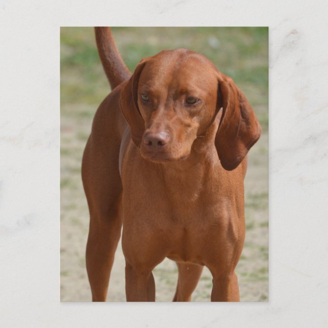 Anpassa produkt vykort (Framsida)