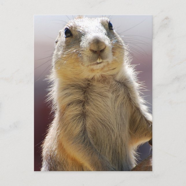 Anpassa produkt vykort (Framsida)