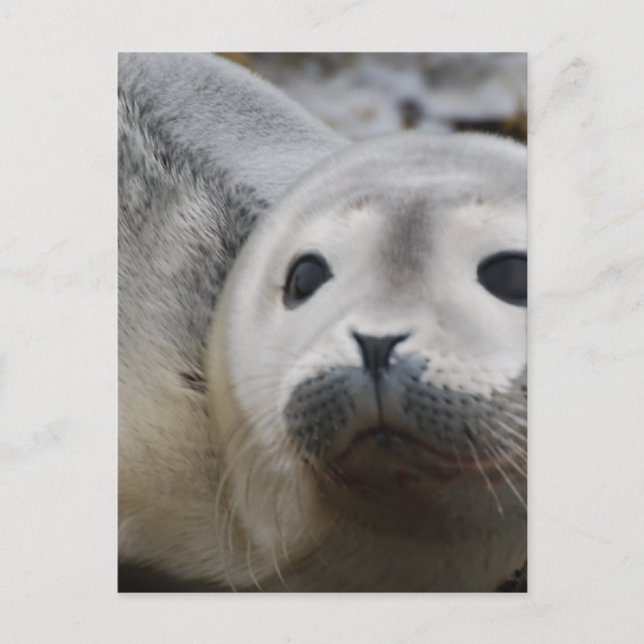 Anpassa Produkt Vykort (Framsida)