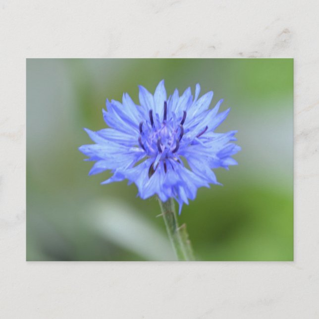 Anpassa produkt vykort (Framsida)