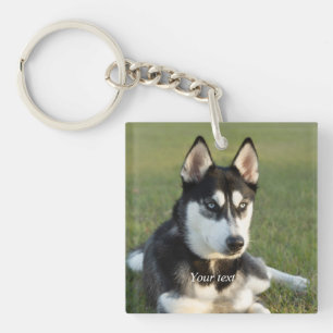 Anpassa Siberian husky-valpen porträtt