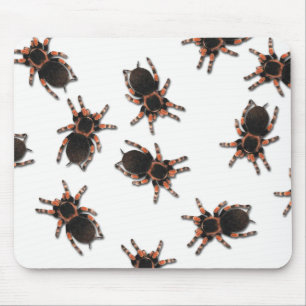 Anpassa Tarantulas Musmatta