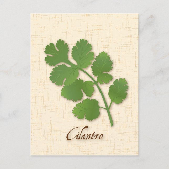 Anpassa vykort för Cilantro Herb (Framsida)