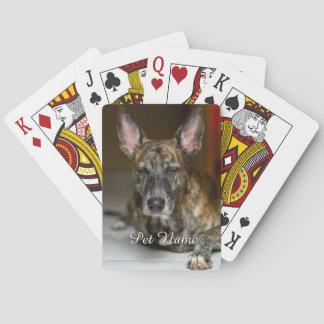 Anpassad bild på husdjur Katt Hund  Casinokort