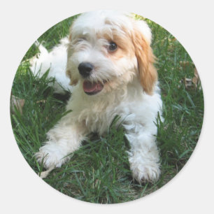 Anpassad Cavachon Photo Mobilare Sticker, Hund Runt Klistermärke