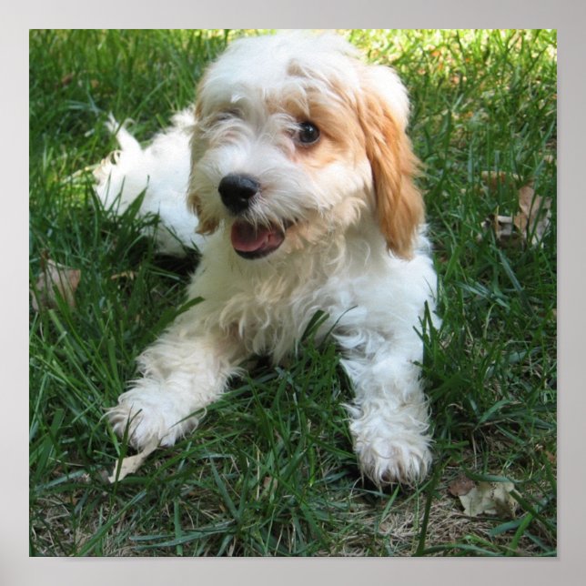 Anpassad Cavachon Photo Poster, Hund Poster (Framsidan)
