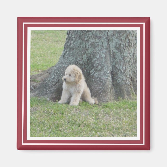 Anpassad fotomall Crimson Red & White Magnet (Framsidan)