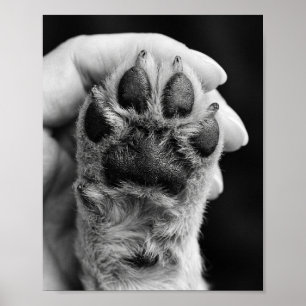 Anpassad hundbensfoto 8x10 Poster för husdjursport