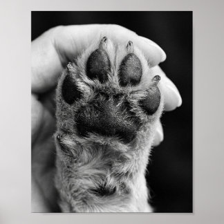 Anpassad hundbensfoto 8x10 Poster för husdjursport