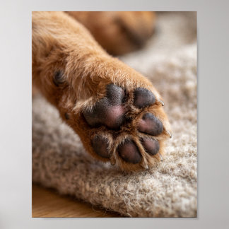 Anpassad hundbensfoto 8x10 Poster för husdjursport