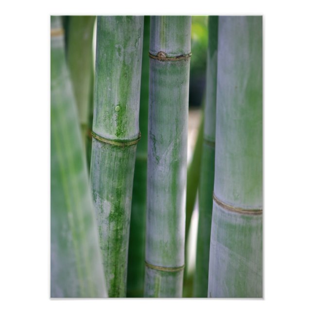 Anpassad mall för naturlig bamboo Zen-bakgrund Fototryck (Framsidan)