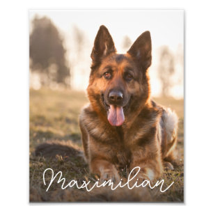 Anpassad namn på husdjursfotoporträtt för hund fototryck