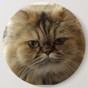 ANPASSAD STOR KATT FOTO KNAPP