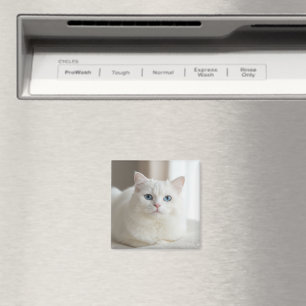 Anpassad vit katt foto magnet för kylskåp
