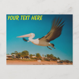 Anpassade australiska pelican vykort