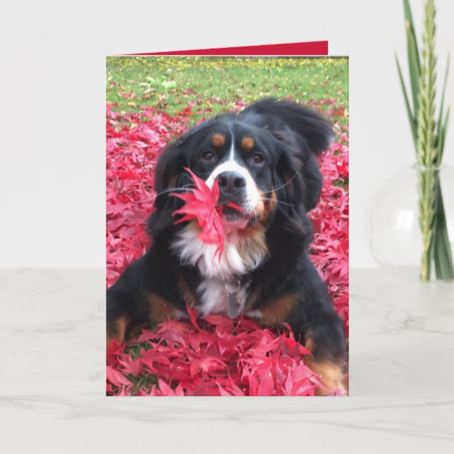 Anpassade Bernese Mountain Hund Kort (Framsida)