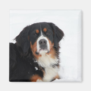 Anpassade Bernese Mountain Hund Magnet