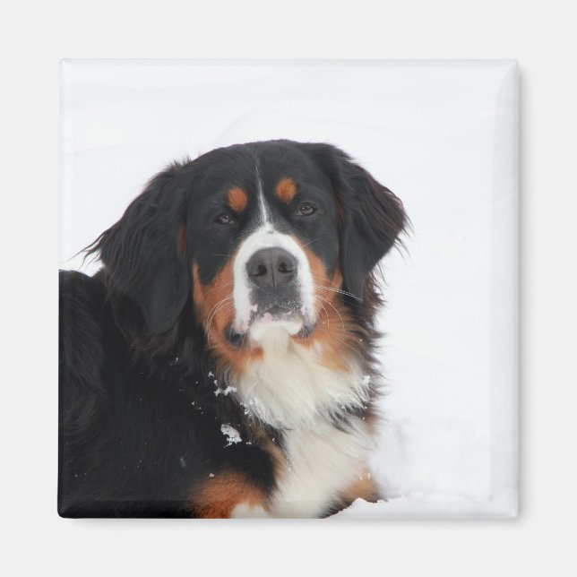 Anpassade Bernese Mountain Hund Magnet (Framsidan)