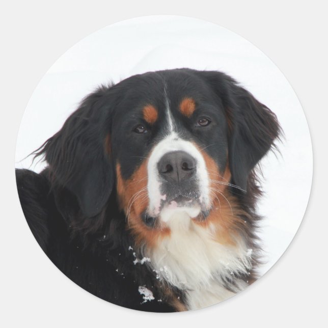 Anpassade Bernese Mountain Hund Runt Klistermärke (Framsida)