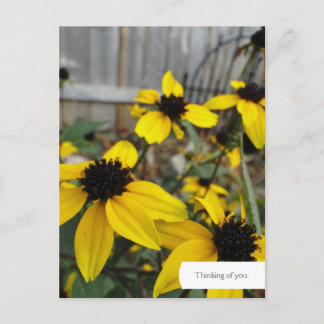 Anpassade Black Eyed Susan Garden Postcard Vykort
