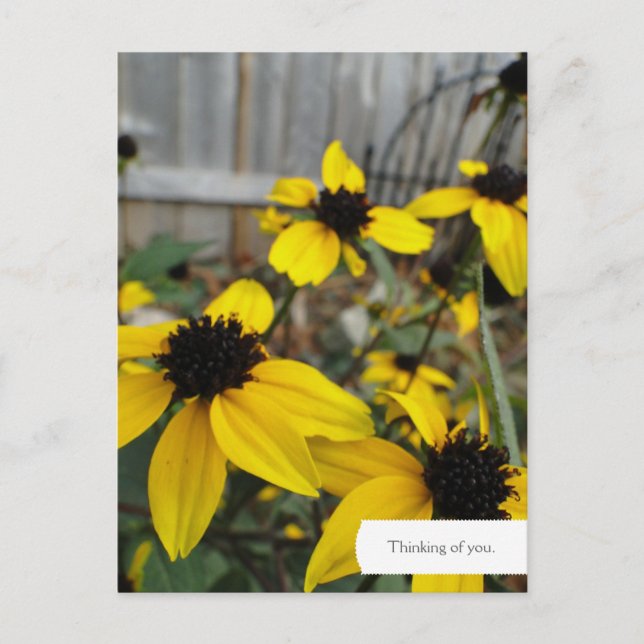 Anpassade Black Eyed Susan Garden Postcard Vykort (Framsida)
