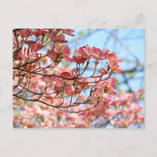 Anpassade blomsterkort med rosa Dogwood-blommor Vykort