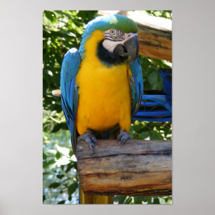 Anpassade Blue och Guld Macaw Poster