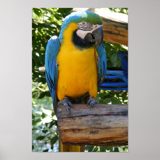 Anpassade Blue och Guld Macaw Poster (Framsidan)